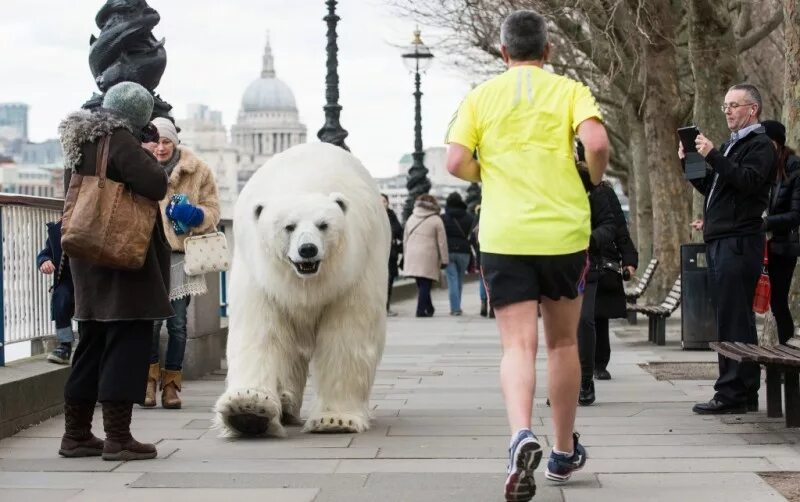 Bears walk
