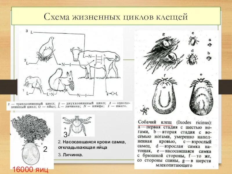 Жизненный цикл таежного клеща. Цикл развития иксодовых клещей схема. Жизненный цикл иксодового клеща. Жизненный цикл иксодового клеща схема. Стадии жизненного цикла иксодового клеща.