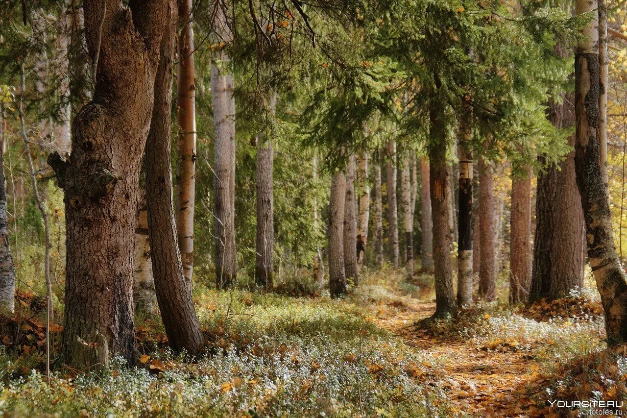 Лесная чаща. Тайга хвойный бор непроходимая. Лесная поляна в дремучем лесу. Сосновый бор в подмосковье лес. Сосновый бор воронеж лес.