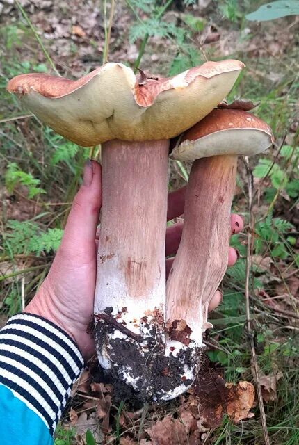 Чат грибников. Грибные места рассказ лебедевой. Чат грибников. Чат грибников. Чат грибников.