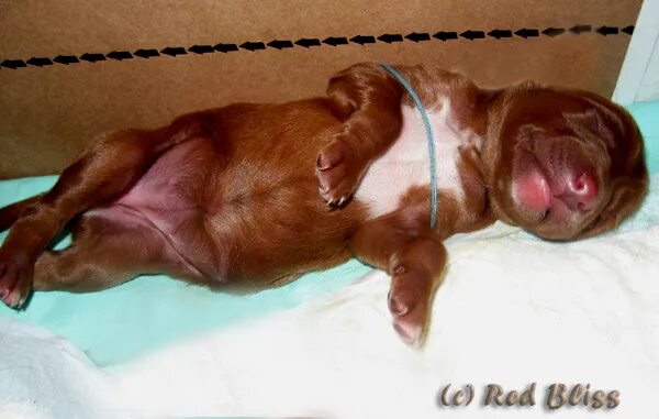 Синдром пловца. Корсет для щенка с синдромом пловца. Синдром пловца. Синдров у щенков плавца рентген. Собачка с синдромом пловца.