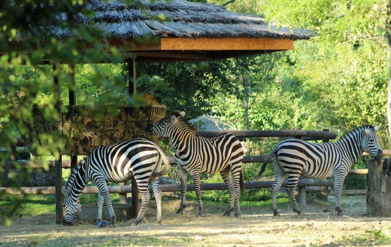 Зоопарк «Zoo Osnabrück» в Оснабрюке. Национальный Зоологический сад Южной Африки. Зоопарк Кхао Кхео. Зоопарк Загреб Хорватия. Например зоопарк