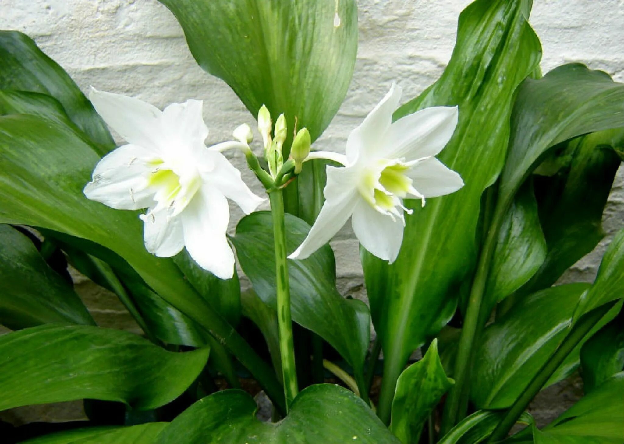 Комнатный цветок с белыми цветами название. Эухарис Амазонская Лилия. Лилия (Амазонская Лилия эухарис). Эухарис, Амазонская Лилия (Eucharis). Эухарис грандифлора.