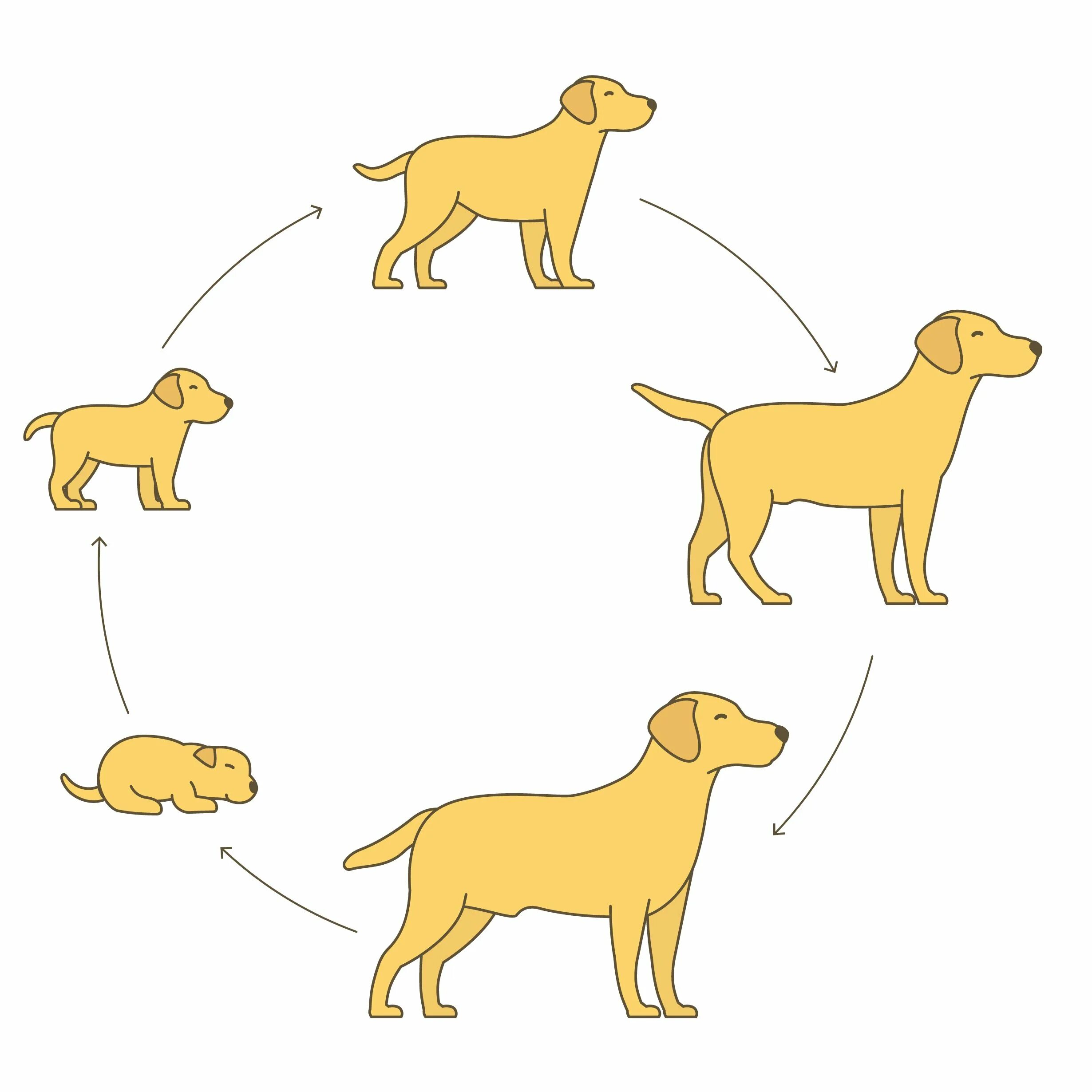 Развитие животных собака