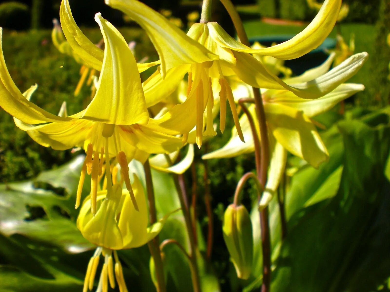 Эритрониум уайт бьюти. Кандык (erythronium). эритрониум кандык. кандык туолумнийский. кандык луковицы.