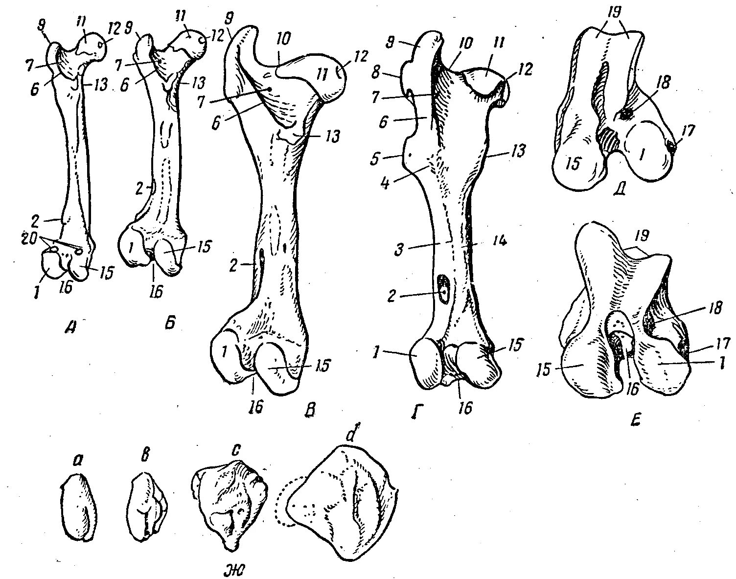 Структура кости животного. Подъязычная кость лошади анатомия. Подъязычная кость животных строение. Анатомия крупного рогатого скота строение кости. Кости предплечья анатомия животных.