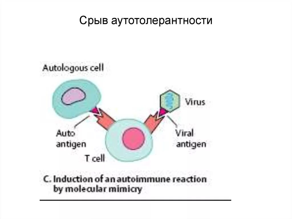 Autologous cell