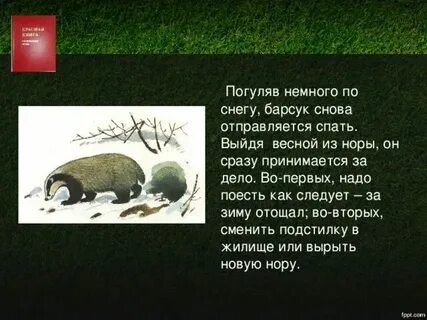 Сух сук нес барсук