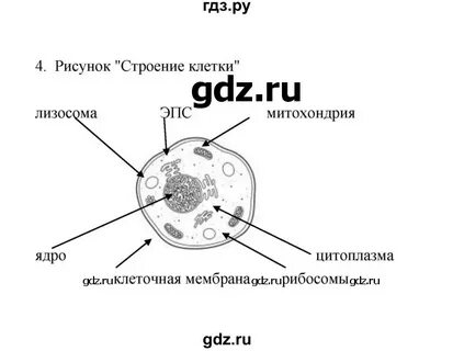 Биология 8 класс параграф 3