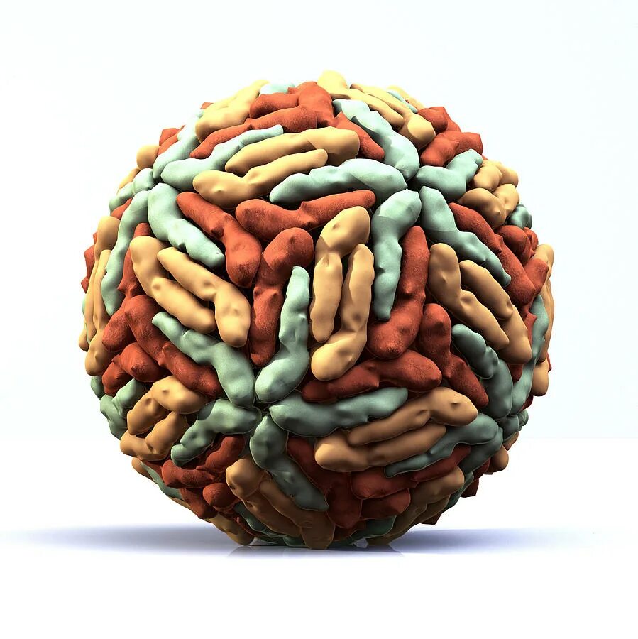 Flaviviridae вирус. Лихорадка денге под микроскопом. Вирус из тропиков. Вирус из тропиков. Вирус денге под микроскопом.