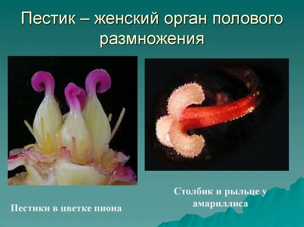Индифферентная половая железа. Строение репродуктивных органов цветка. Половое размножение цветковых. Женские органы полового размножения. Органы размножения цветка.