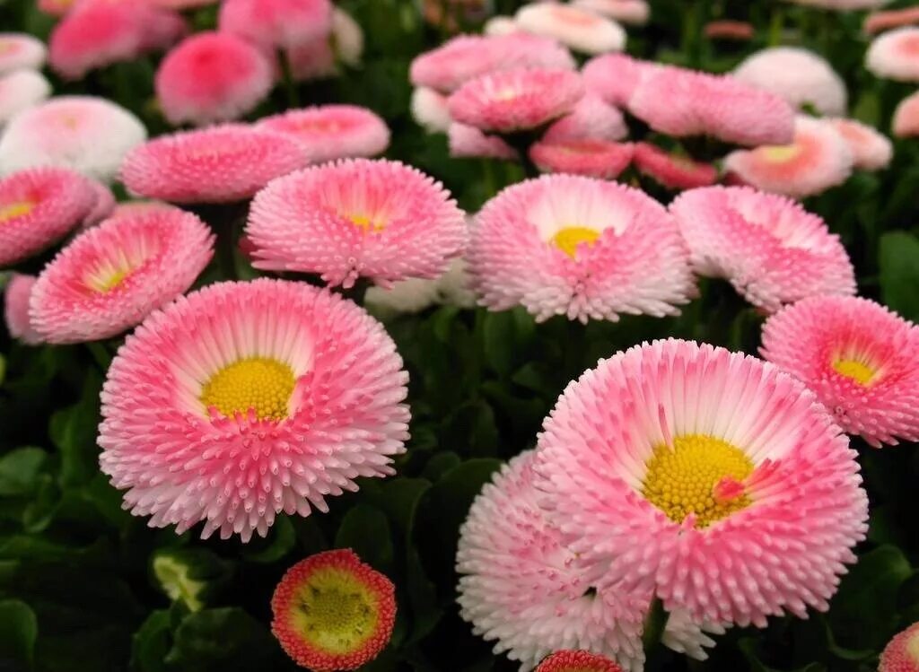 Маргаритка многолетняя Bellis perennis. Маргаритка многолетняя Тассо. Маргаритка Тассо Пинк. Маргаритка многолетняя Tasso Pink