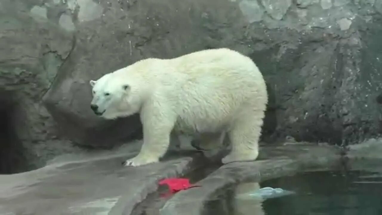 Московский зоопарк видел. Медведица Томпа Московский зоопарк. Белый медведь в Московском зоопарке.