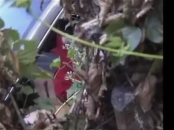 Человек за кустом. Женщина с биноклем. Мальчик прячется в кустах. Заглянули в кусты. Заглянули в кусты.