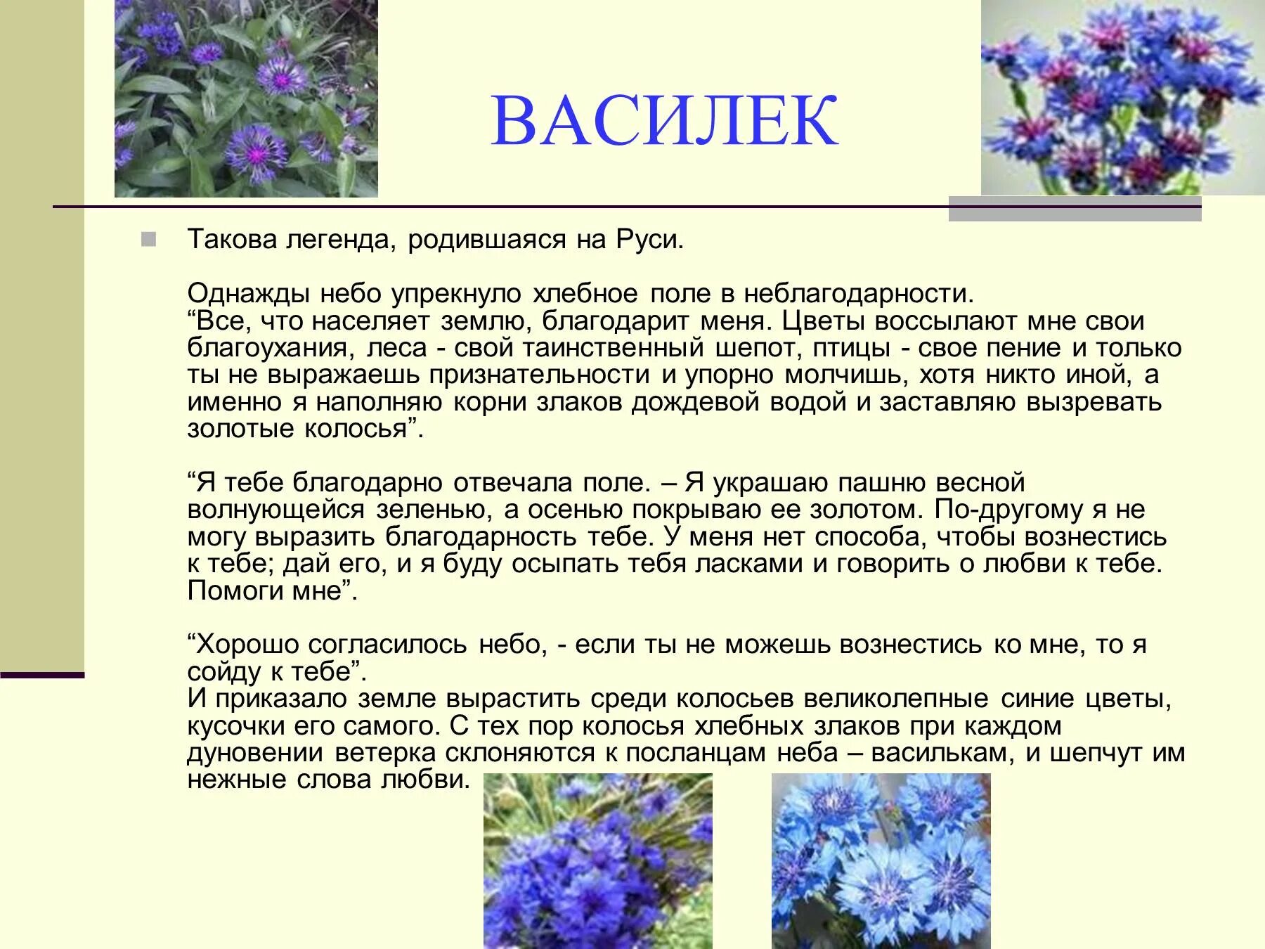 Незабудка рассказ. Легенды о цветах. Мифы и легенды о цветах. Короткие легенды о цветах. Красивые легенды о цветах для детей.