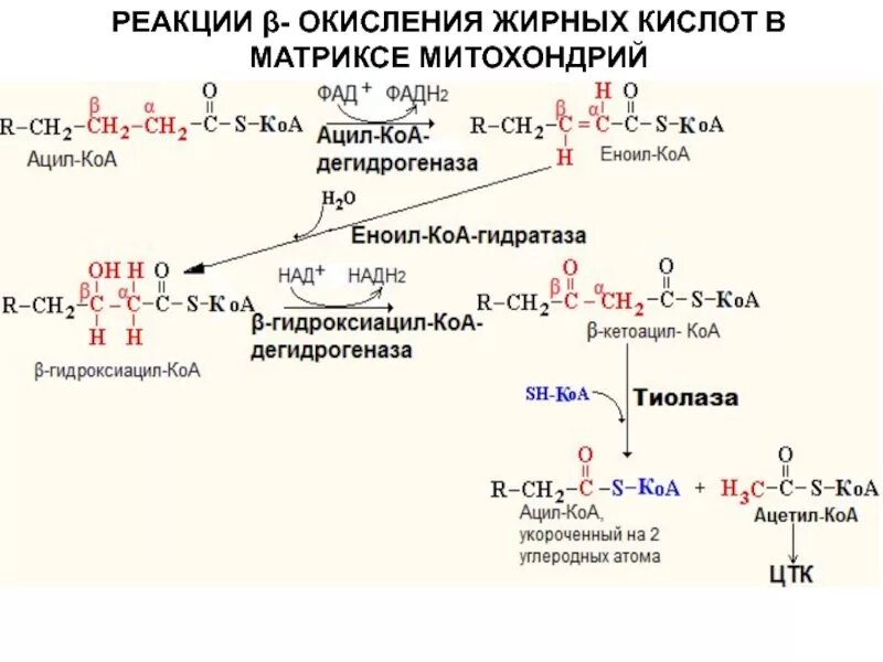 Реакции бета окисления жирных кислот. Бета окисление бета окисление жирных кислот. Фермент b-окисления жирных кислот:. Схема бета окисления жирных кислот карнитин. Реакции бета окисления