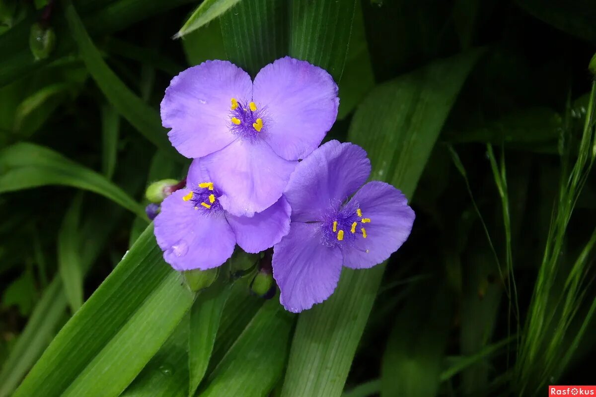 Традесканция виргинская андерсона. Традесканция виргинская андерсона. Традесканция виргинская синяя. Традесканция виргинская tradescantia virginiana. Традесканция арендса.