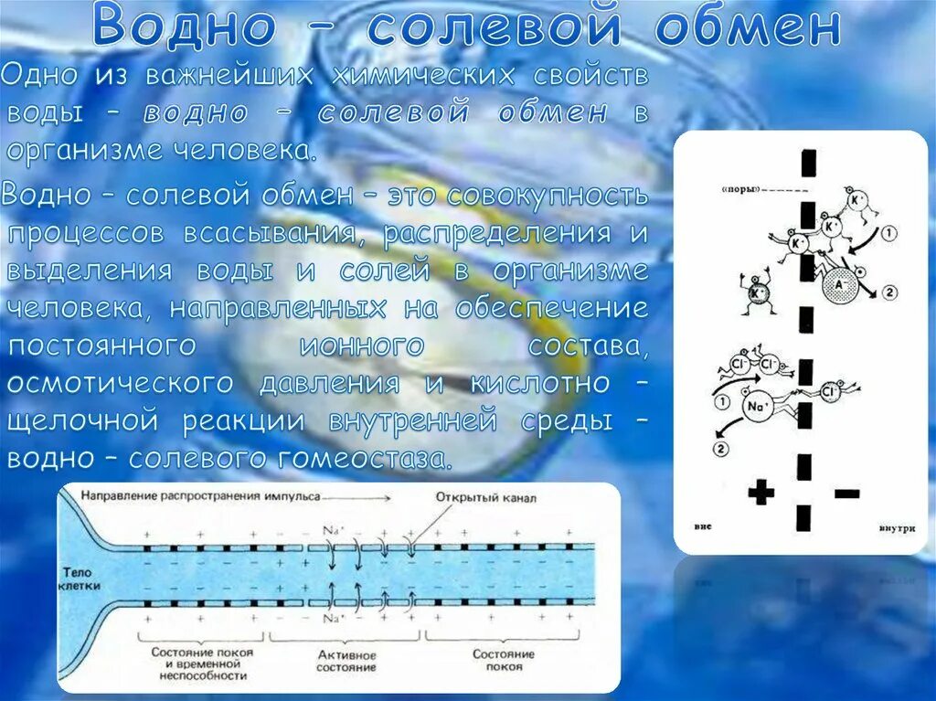 Водный обмен человека. Водно солевой обмен. Водно-солевой обмен в организме. Водно солевой обмен анатомия. Регуляция воды в организме.