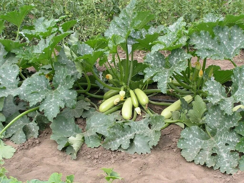 Сажают ли рядом кабачки и тыкву. Кабачки Грибовские куст. Кабачок Аполлон f1.