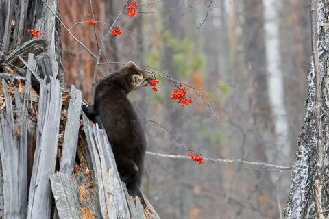 Медведь куница