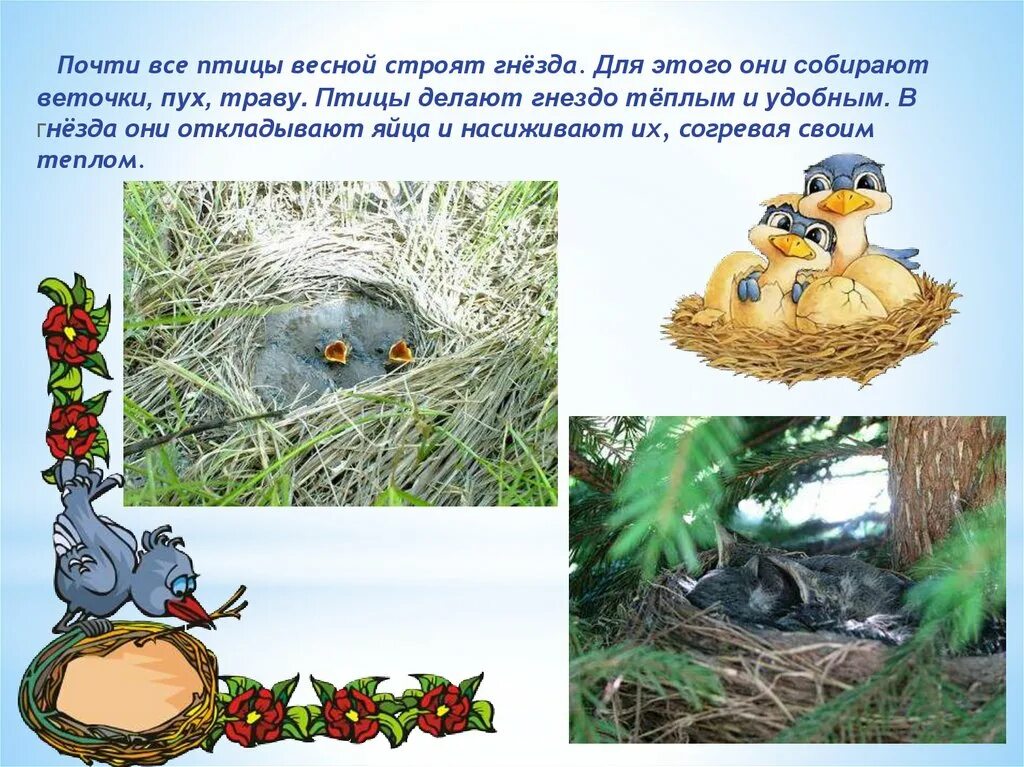 Гнёзда птиц презентация. Презентация гнезда птиц для дошкольников. Птицы строят гнезда весной. Презентация птичьи гнезда для дошкольников.