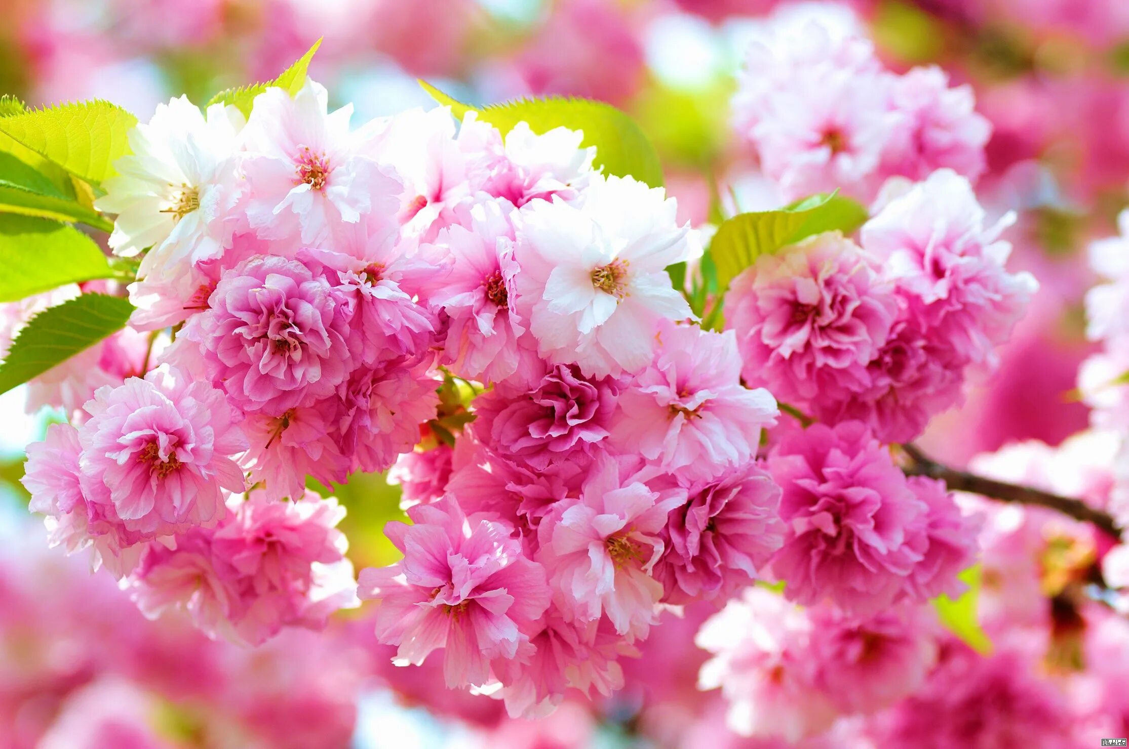 Бесплатные картинки на заставку компьютера. Весенние цветы. Красивые весенние цветы. Цветы Сакуры. Цветущая вишня.