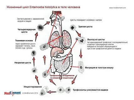 Жизненный цикл амебы