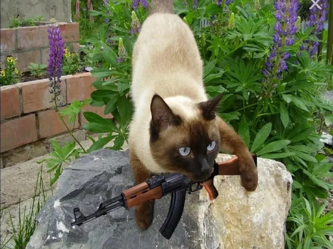Кот с автоматом. Коты с автоматами. Боевой кот. Кот с автоматом. Кот с автоматом.
