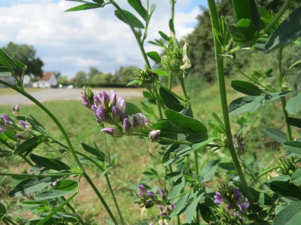 Как выглядит люцерна фото. Люцерна посевная. Люцерна посевная Medicago Sativa. Люцерна изменчивая. Бутонизация люцерны.