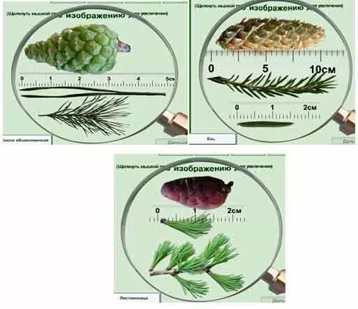 Впр голосеменные растения 7 класс. Строение шишек голосеменных растений. Изучение строения голосеменных растений. Строение шишки и хвоинок сосны. Изучение внешнего строения хвои, шишек и семян голосеменных растений.