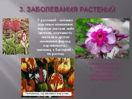 Карликовость растений