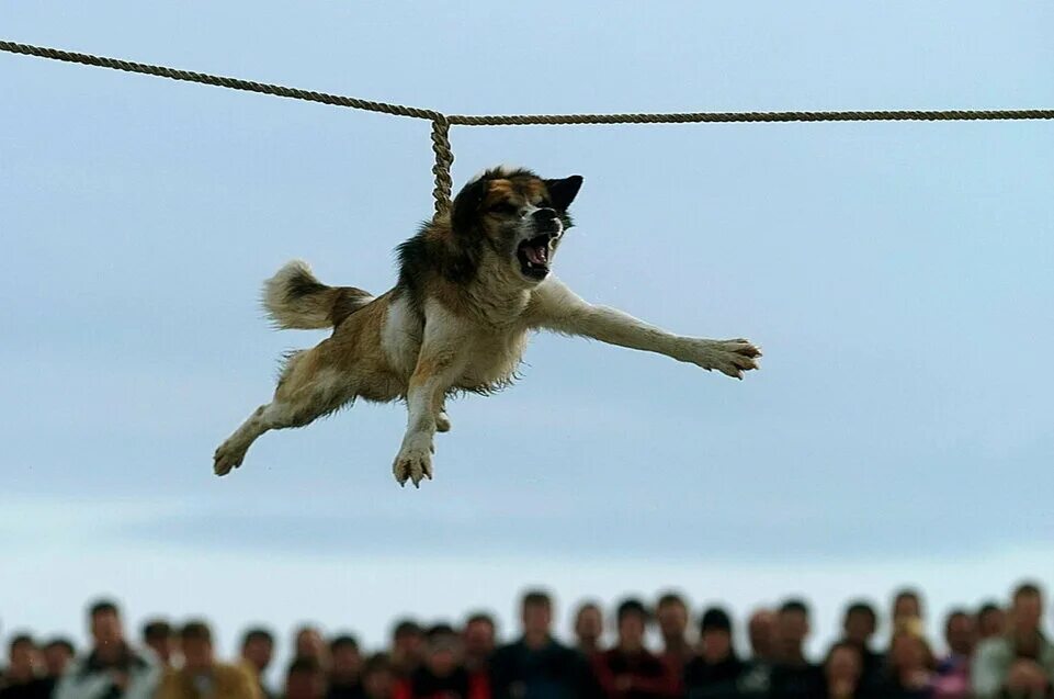 День когда стала собакой. Праздник кручения собак. Раскручивание собак в Болгарии.