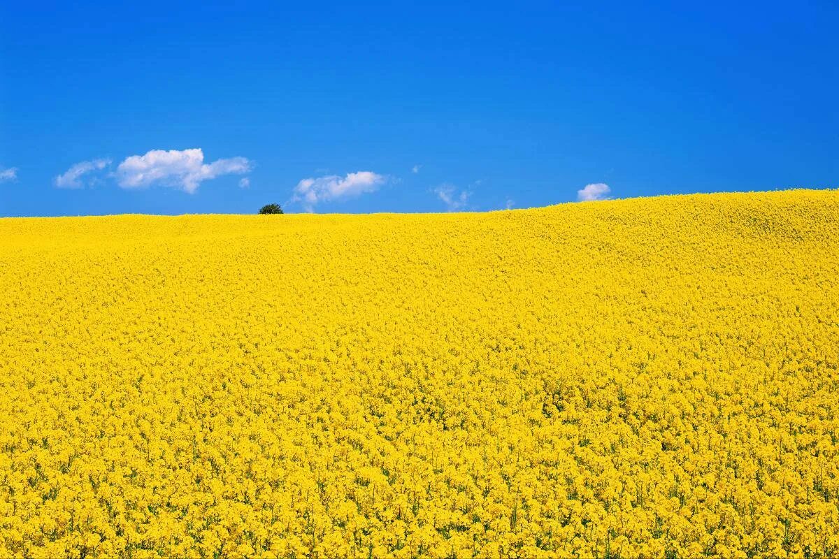 Поле с желтыми цветами. Рапсовое поле и голубое небо. Желтое поле голубое небо. Поле рапса. Виднелось желтое поле