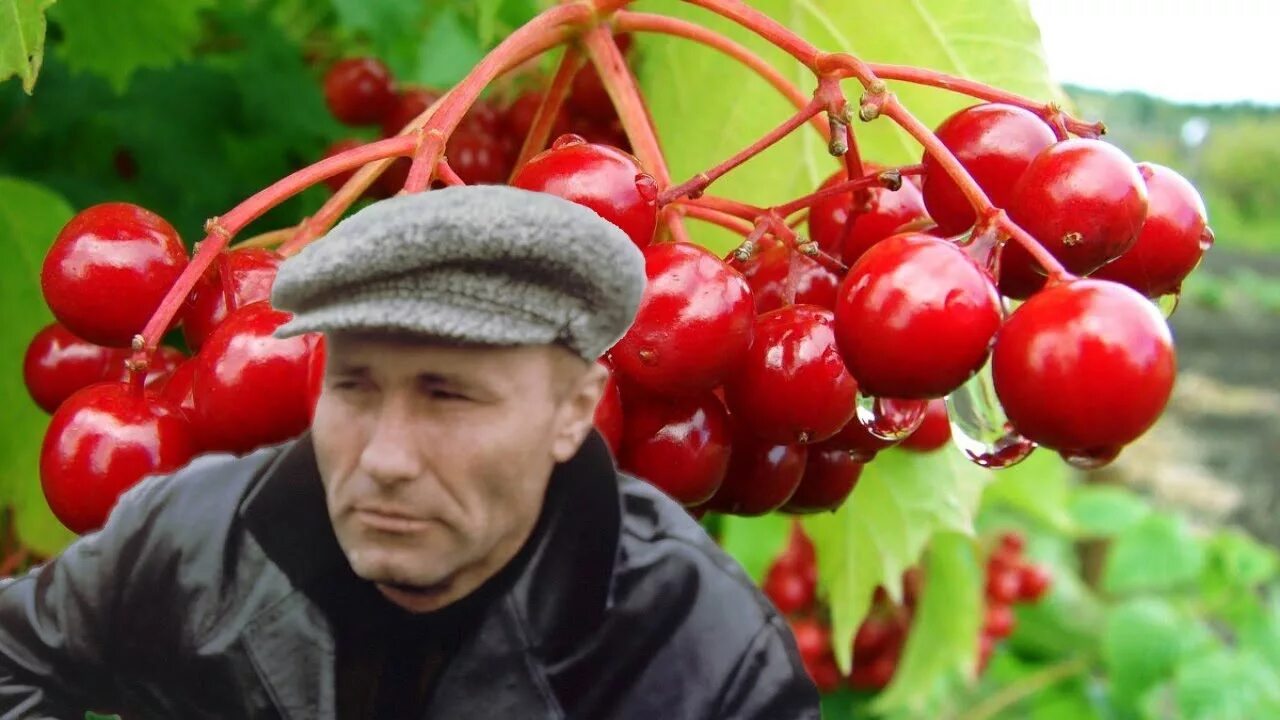 В каком городе снимали калину красную