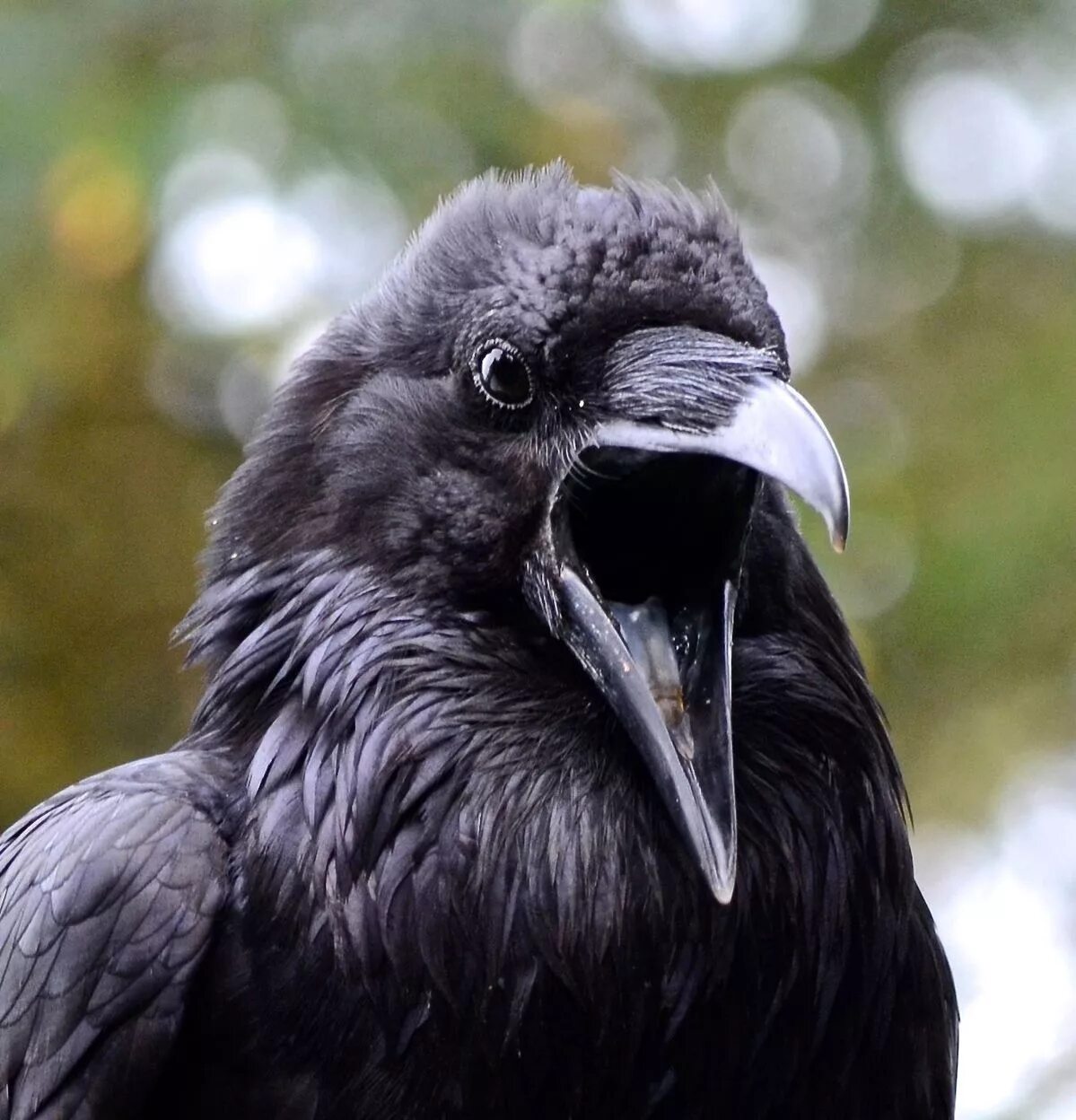 Ворона каркает. Грач каркает. Ворона. Ворона. Ворона каркает.