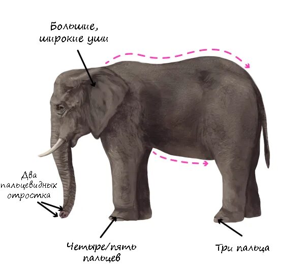 Строение слона. Части тела слона. Слон строение тела. Части тела слона названия.