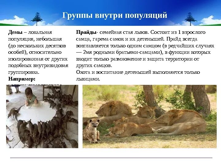 Группа популяции разных