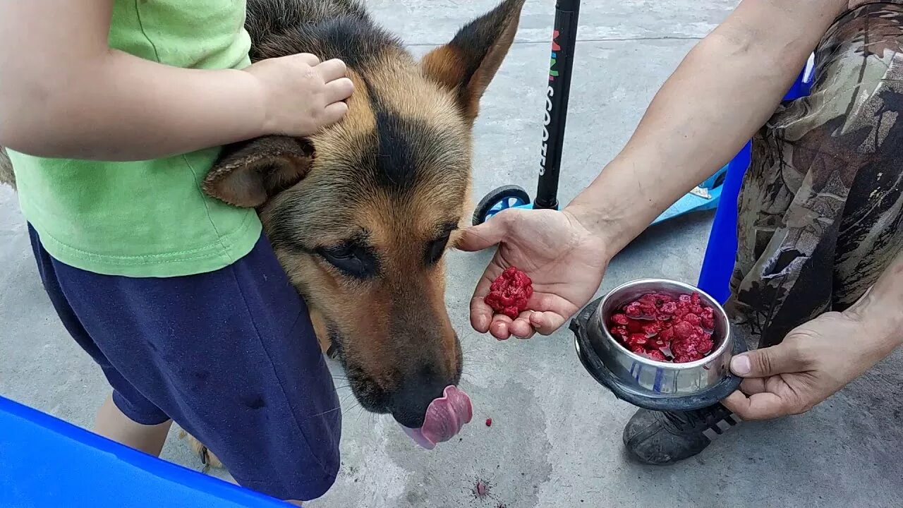 Рацион щенятам немецкой овчарки. Овчарки и еда. Еда для немецкой овчарки. Немецкая овчарка ест. Щенки немецкой овчарки питаются.