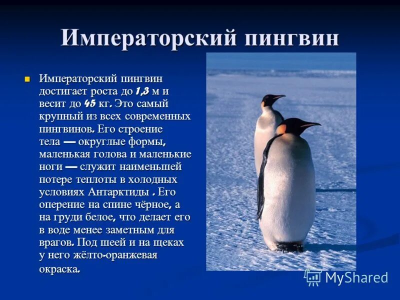 императорский пингвин презентация. императорский пингвин краткое описание. императорский пингвин краткое описание. императорский пингвин краткое описание. описание пингвина.