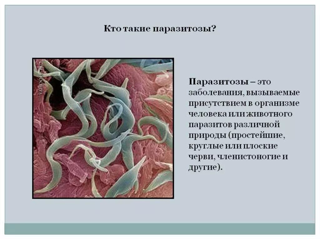 Какие организмы ведут паразитический образ жизни. Паразитический образ жизни некоторых людей. Какие организмы ведут паразитический образ жизни. Адаптации к паразитическому образу жизни у простейших. Споровики строение паразиты.