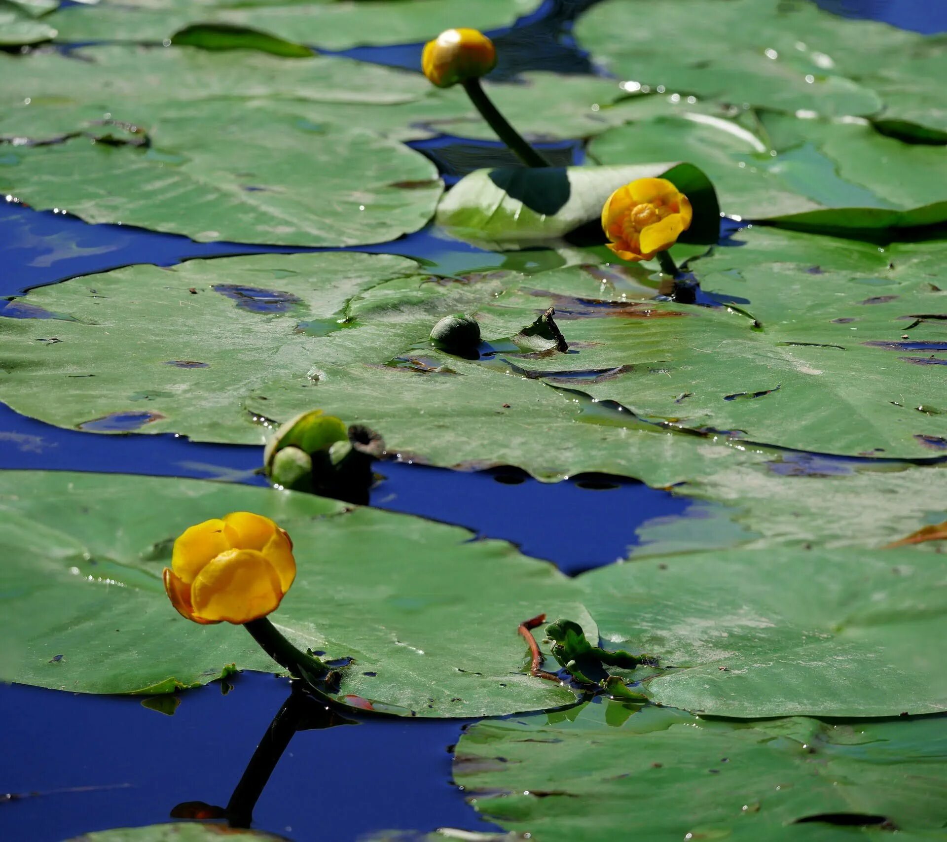 Листья желтые в пруду. Кубышка (Nuphar). Кубышка желтая водяная Лилия. Кубышка желтая (Nuphar lutea). Кувшинка кубышка.