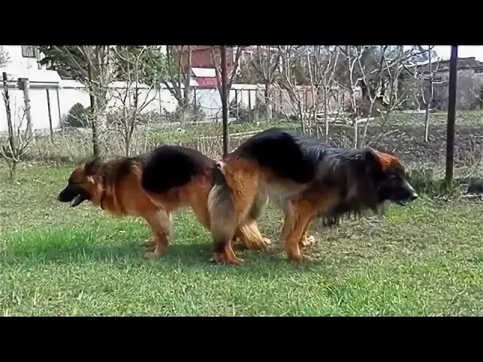 Лабрадор боксер. Немецкая овчарка кобель и сука. Вязка собак. Вязка овчарок. Вязка собак.