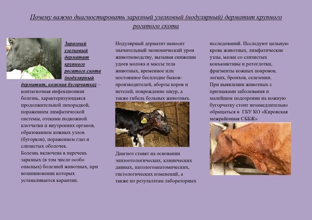 Определение больное животное
