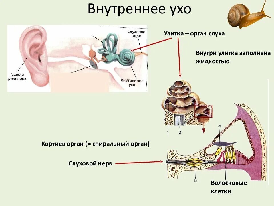 Улитка уха Кортиев орган. Наружное ухо Кортиев орган. Кортиев орган и волокон слухового нерва. Орган слуха внутреннее ухо анатомия. На рисунке приведены частоты воспринимаемые органами слуха