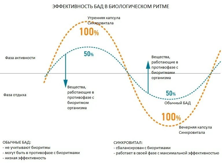 Фазы биологического цикла. Фазы биологического цикла