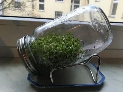 Банки для микрозелени