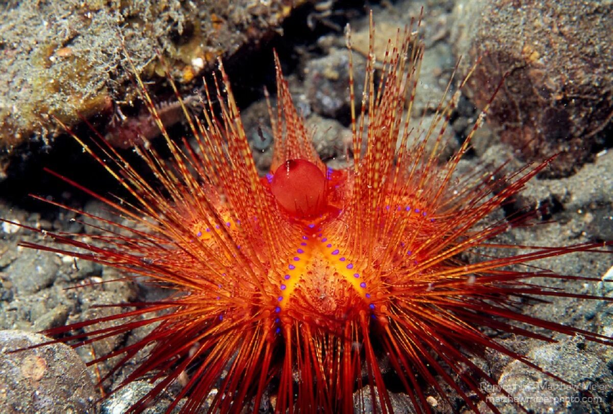 Красное море еж