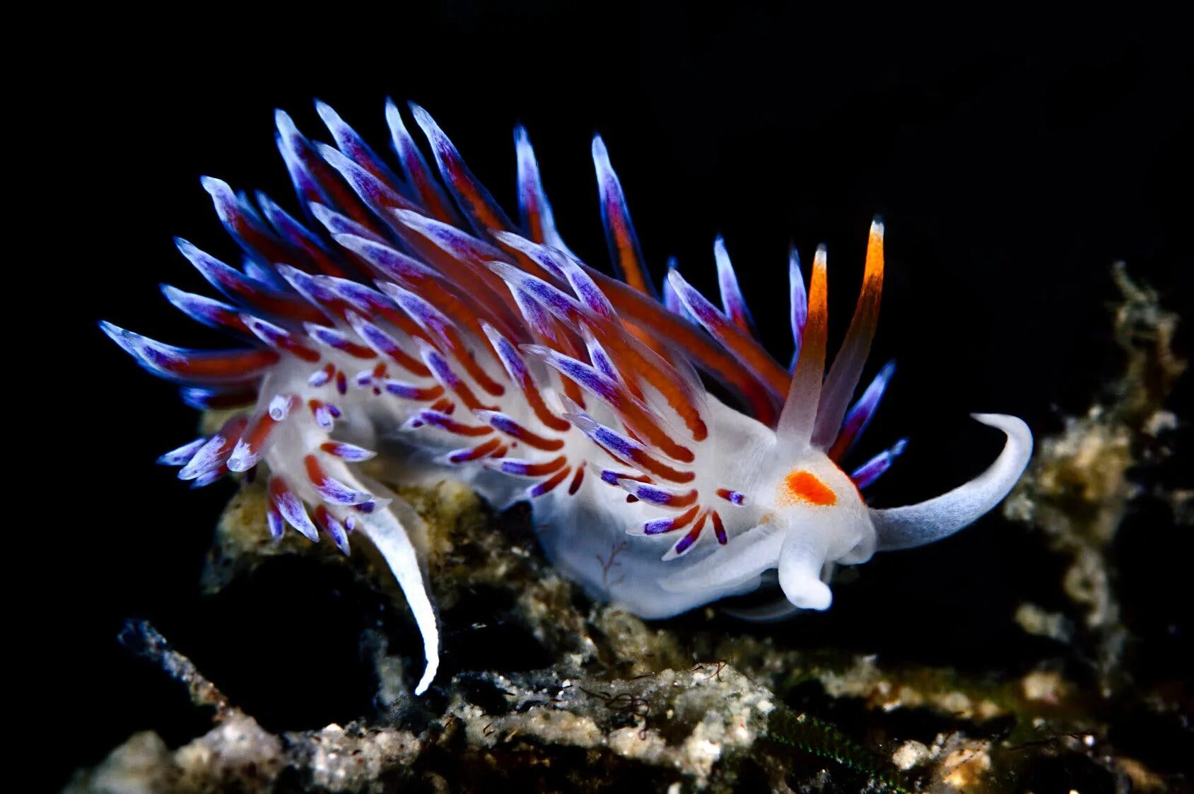 51 Sea Slugs That Prove Aliens Already Live On Planet Earth Sea slug, Beautiful 