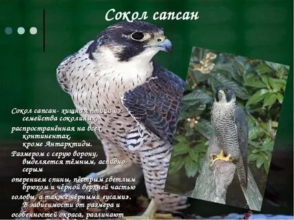 Почему сокол