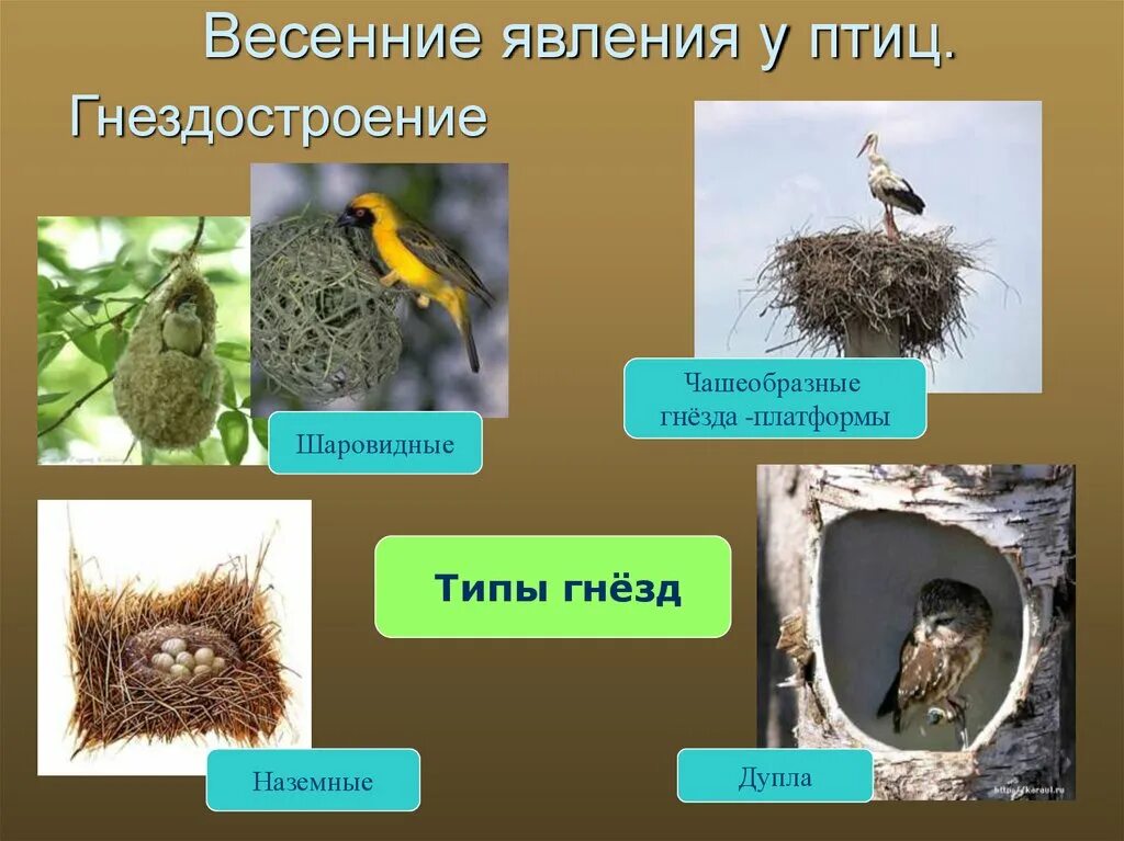 Найди информацию о птицах которые строят гнезда. Виды гнезд птиц. гнёзда птиц презентация. гнезда разных видов птиц. типы птичьих гнезд.